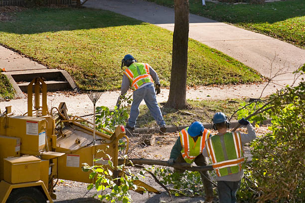 Best Hedge Trimming  in Rosewood Heights, IL